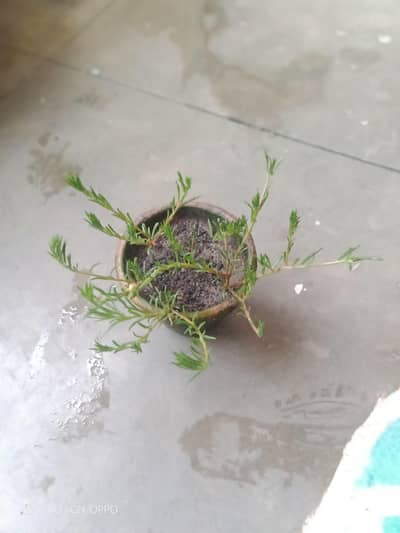 Portulaca