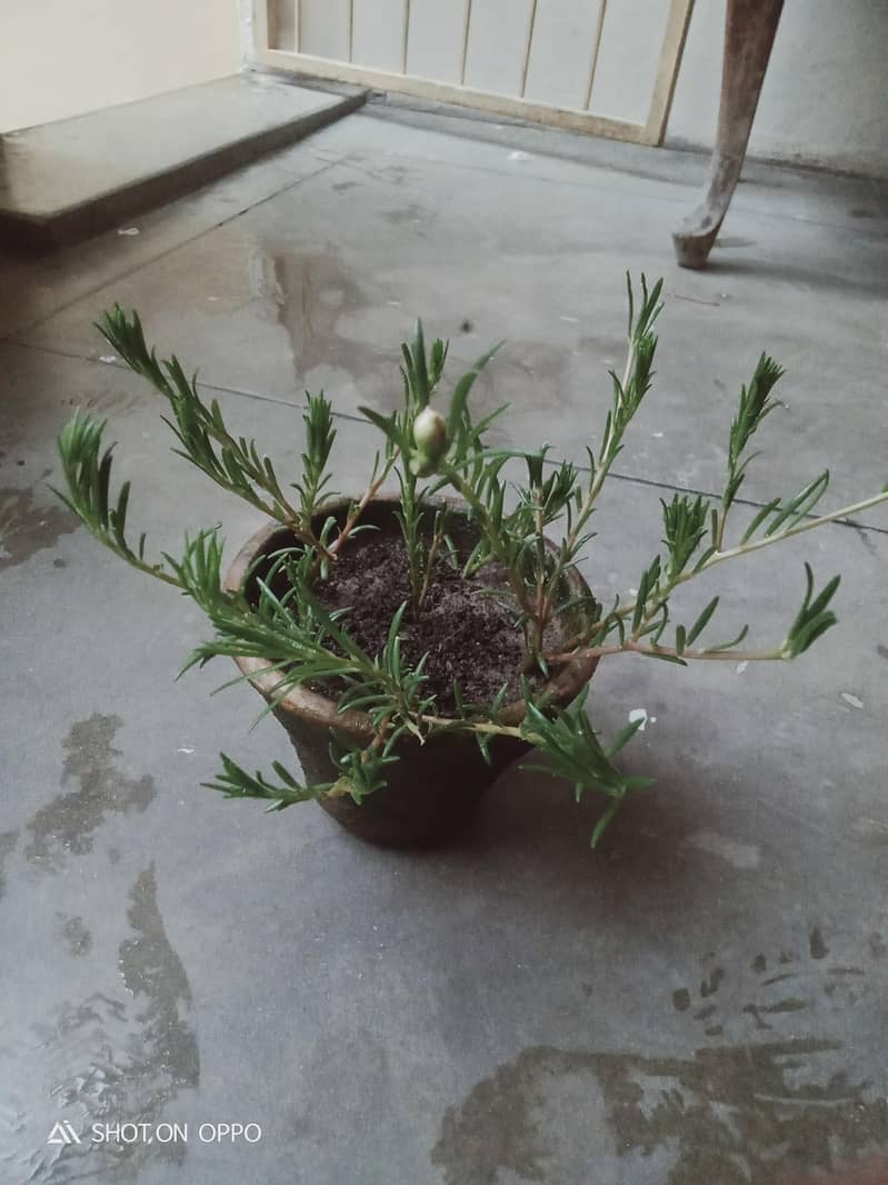 Portulaca 1