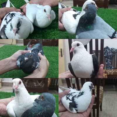 Kaboutar Ghr ki Breed