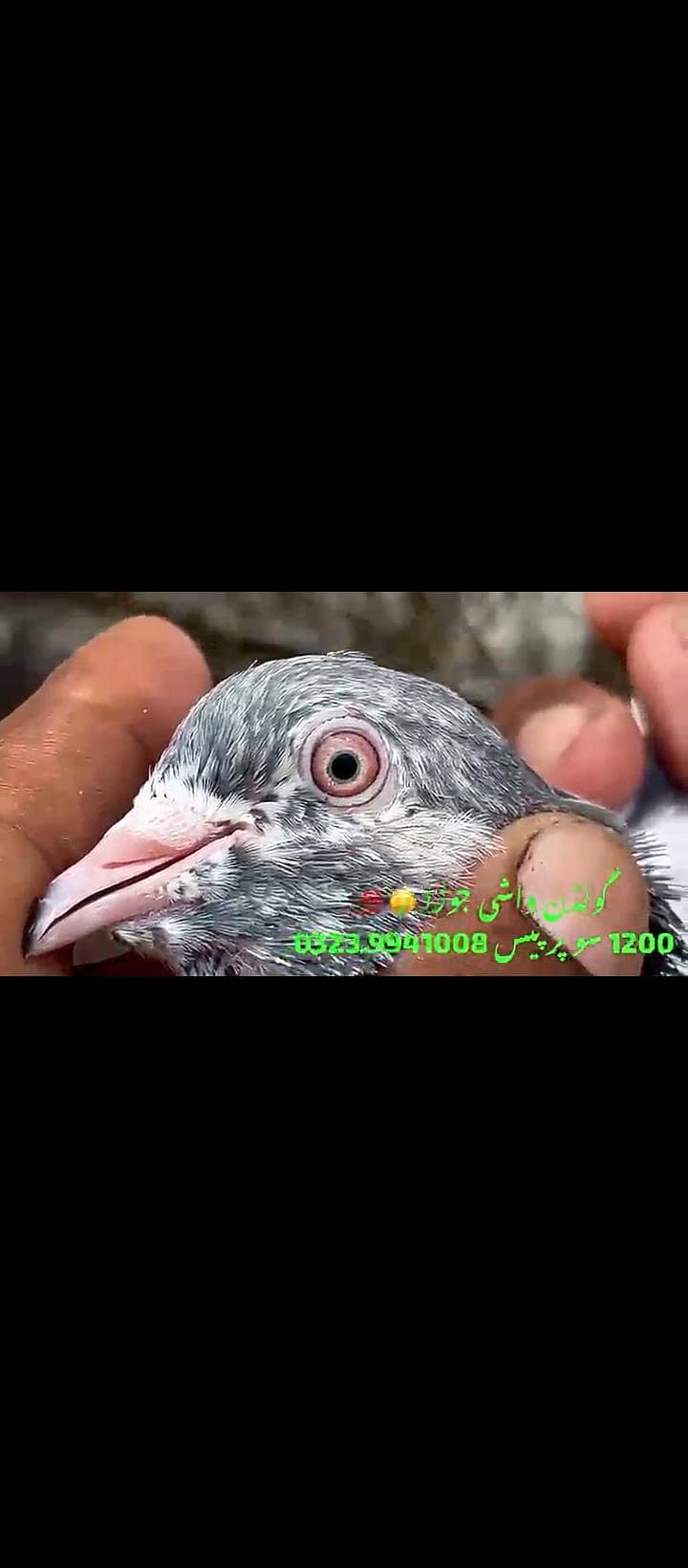 title 1
