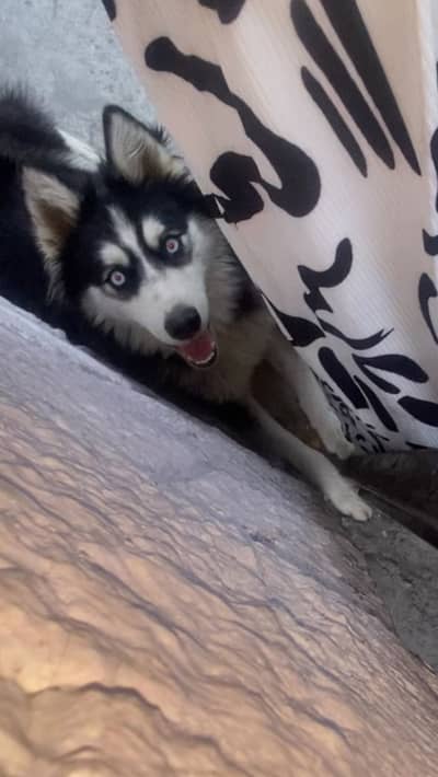 Siberian husky cross Alaskan
