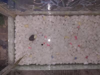 fish aquarium