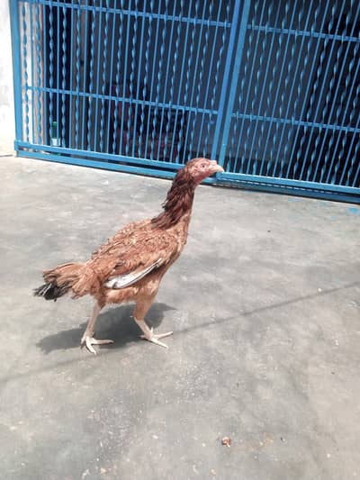 Aseel for sale