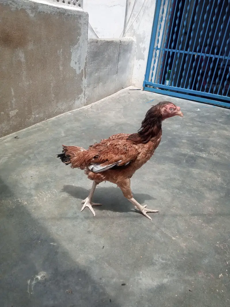 Aseel for sale — photo 2