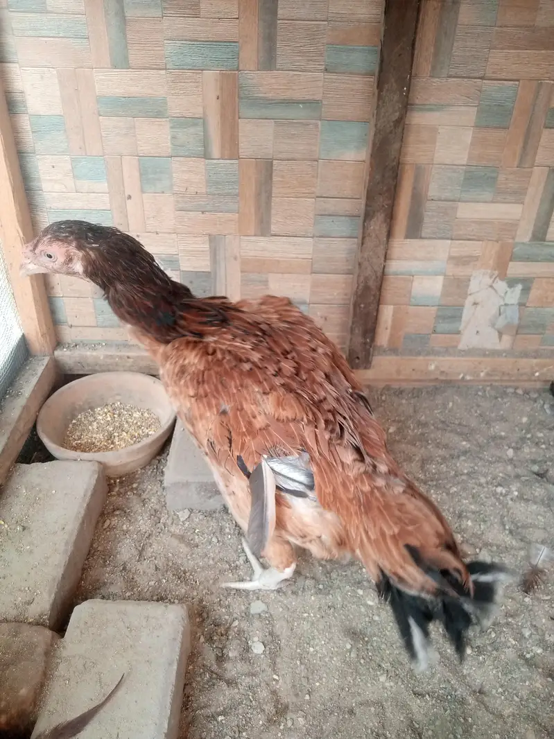 Aseel for sale — photo 4