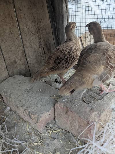 Irani teeter breeder pair aik dafa breed kar chuka ha urgent sale ha