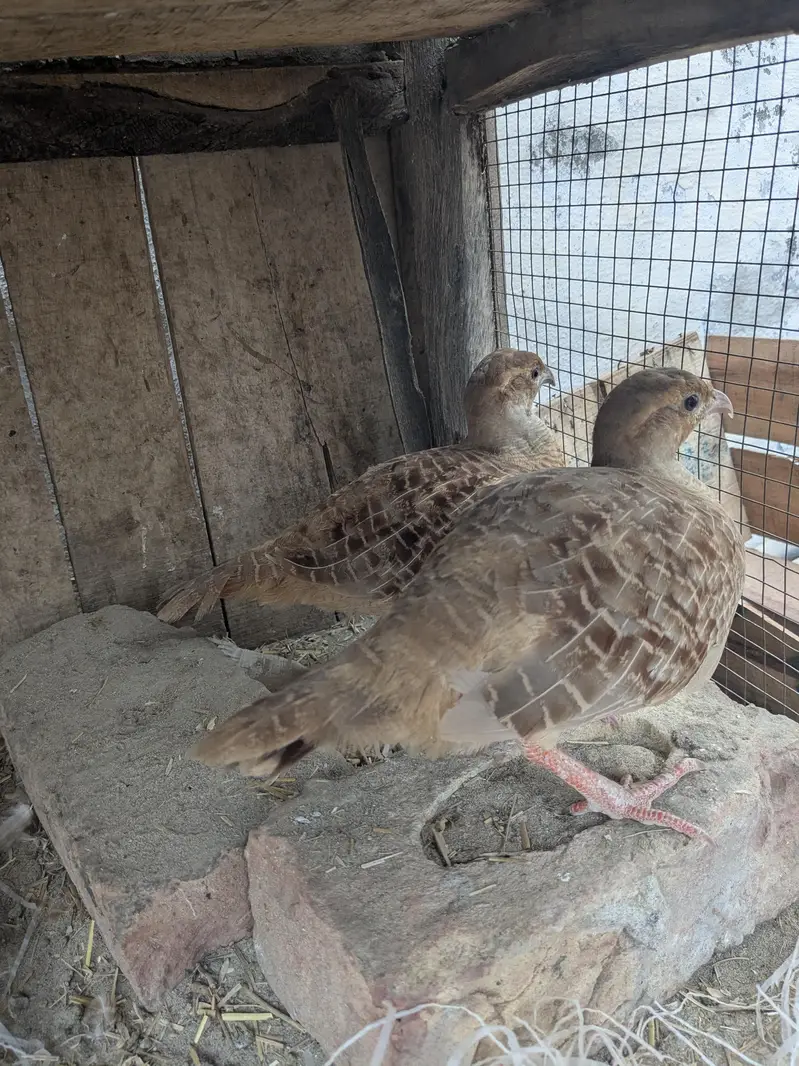 Irani teeter breeder pair aik dafa breed kar chuka ha urgent sale ha — photo 2