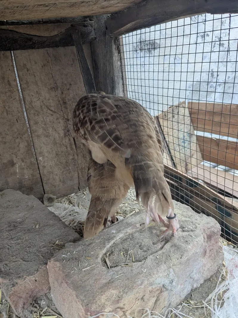 Irani teeter breeder pair aik dafa breed kar chuka ha urgent sale ha — photo 3