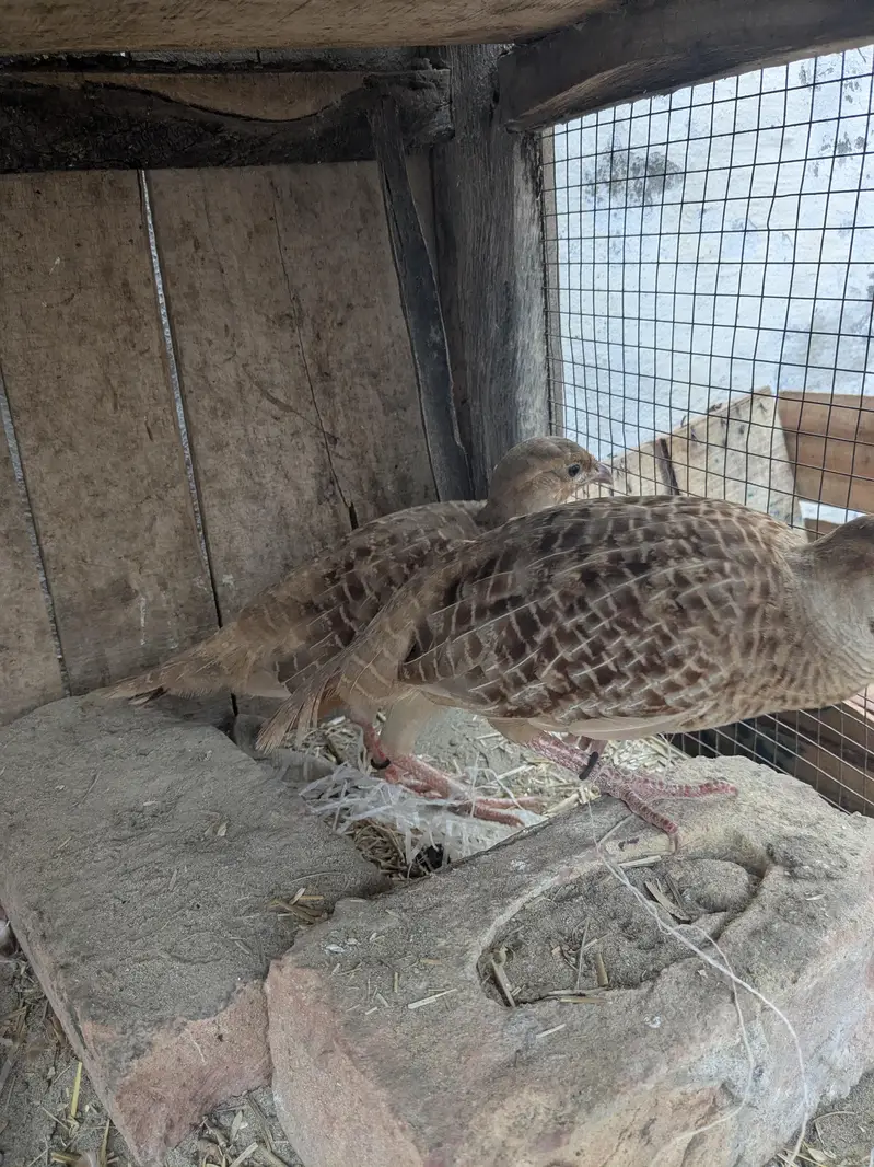 Irani teeter breeder pair aik dafa breed kar chuka ha urgent sale ha — photo 4