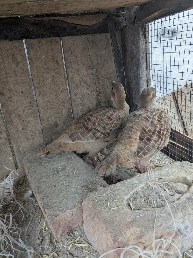 Irani teeter breeder pair aik dafa breed kar chuka ha urgent sale ha — photo 5
