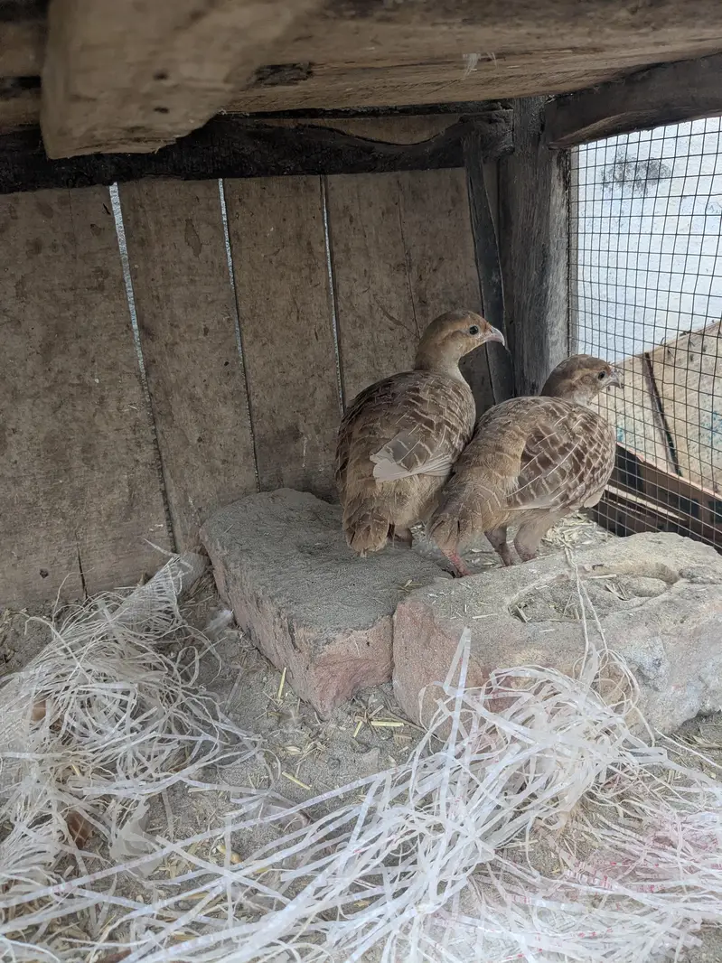 Irani teeter breeder pair aik dafa breed kar chuka ha urgent sale ha — photo 6