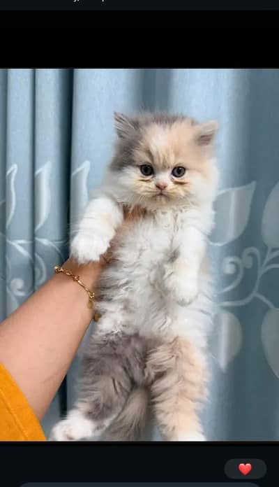 Persian kittens whtp//0320 ///7512402