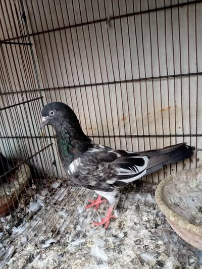 high fly pigeon
