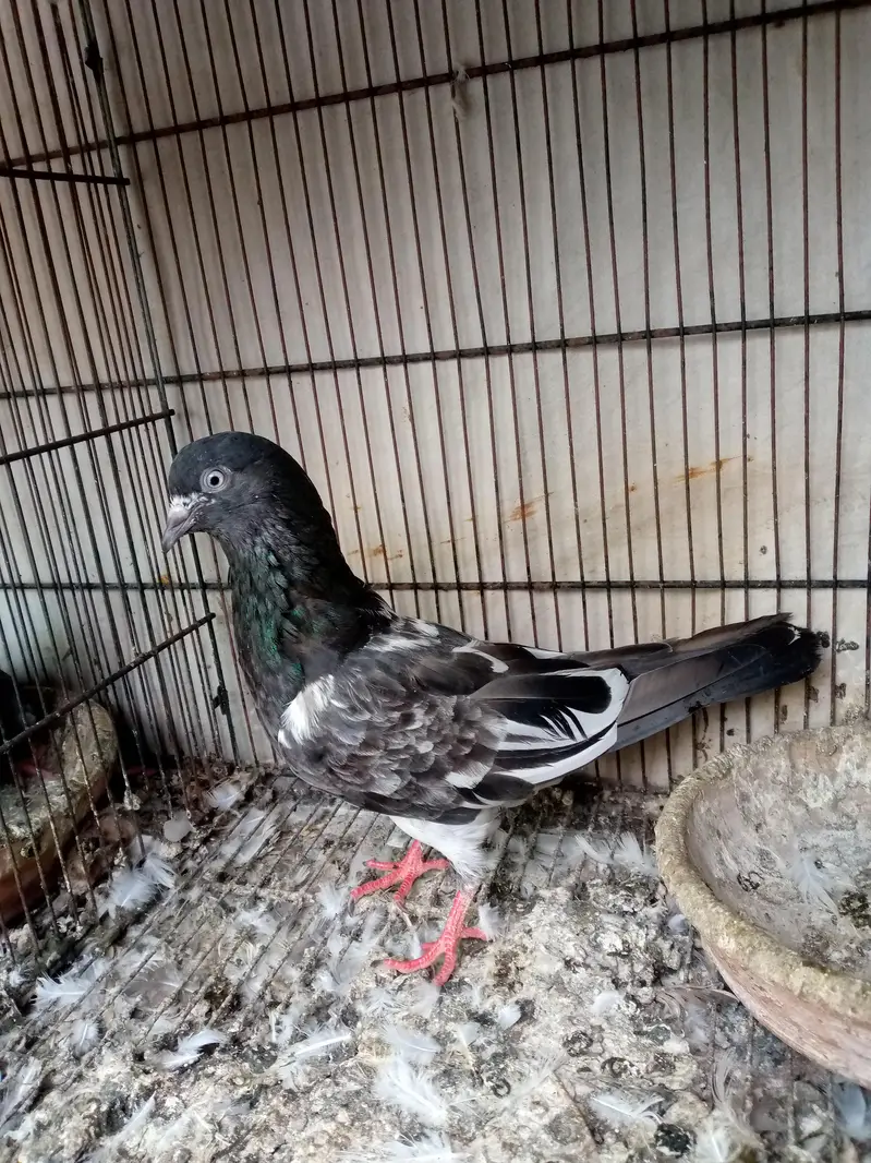 high fly pigeon — photo 2