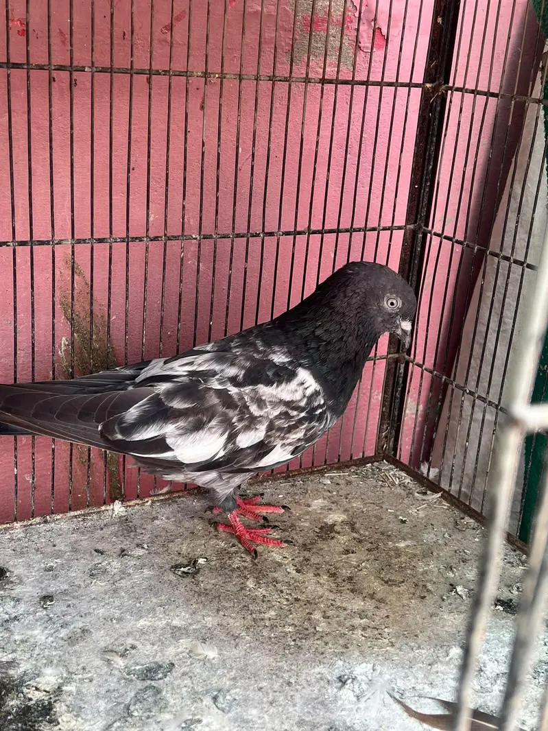 high fly pigeon — photo 3