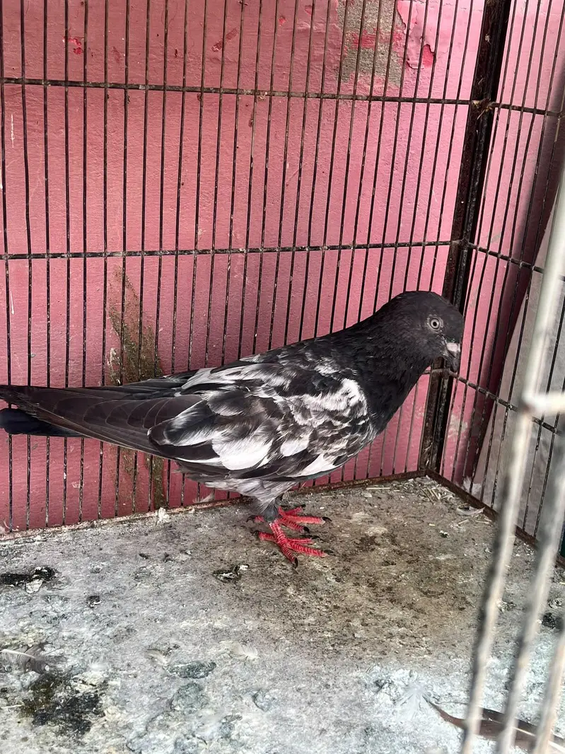 high fly pigeon — photo 4