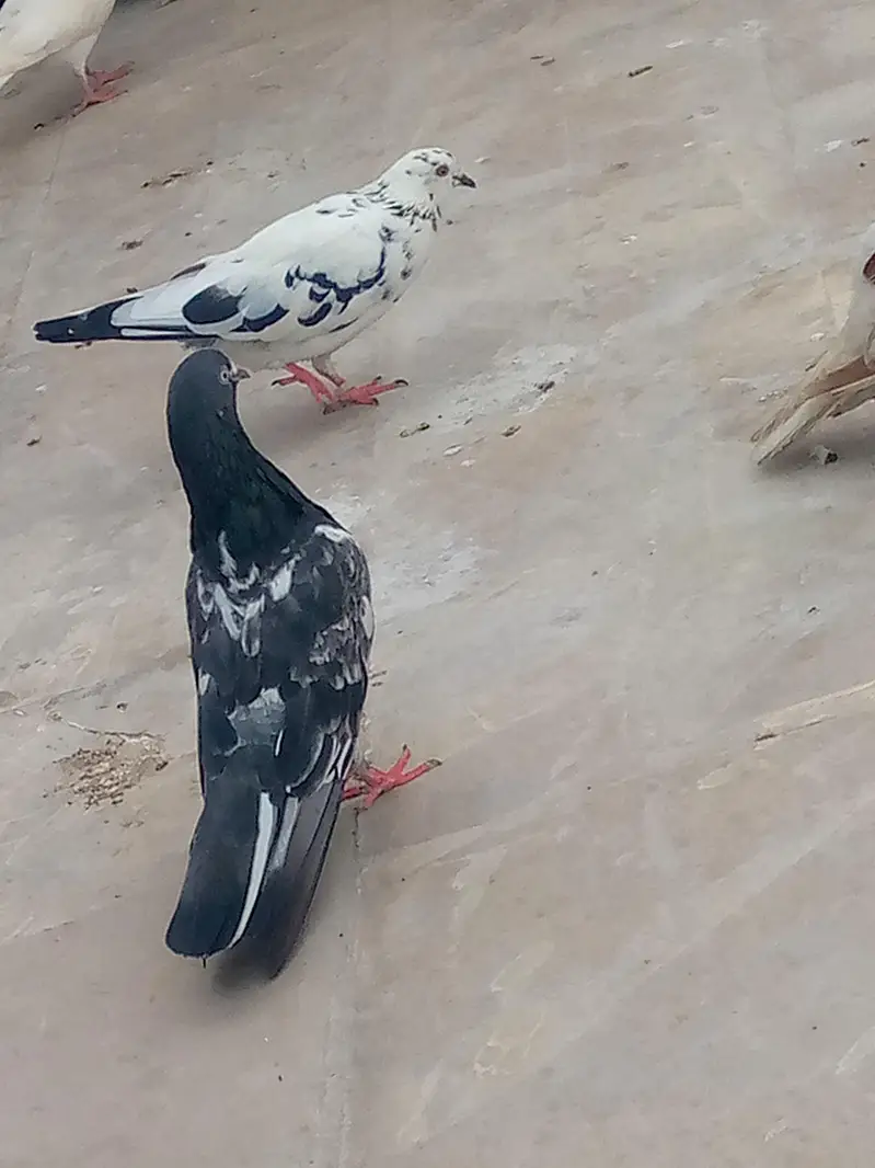 high fly pigeon — photo 5