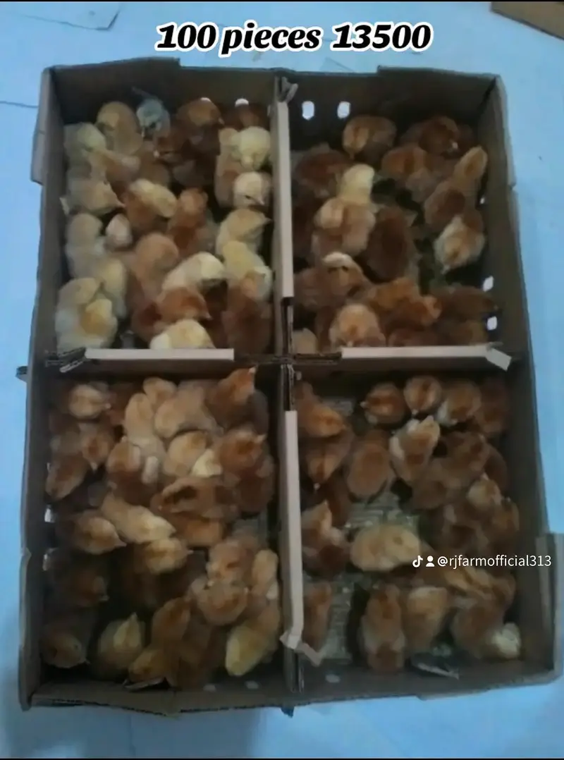 Astrolop/Rir/Misri Feumi/Brilor Chicks — photo 3