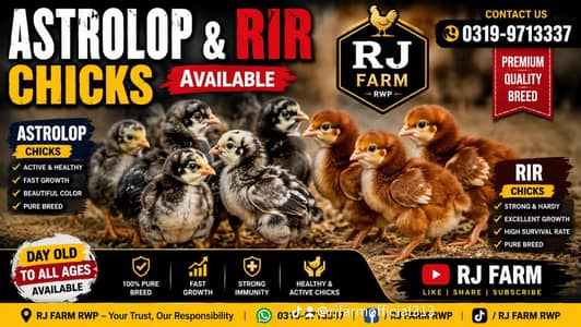 Astrolop/Rir/Misri Feumi/Brilor Chicks