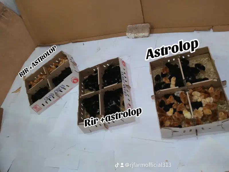 Astrolop/Rir/Misri Feumi/Brilor Chicks — photo 4