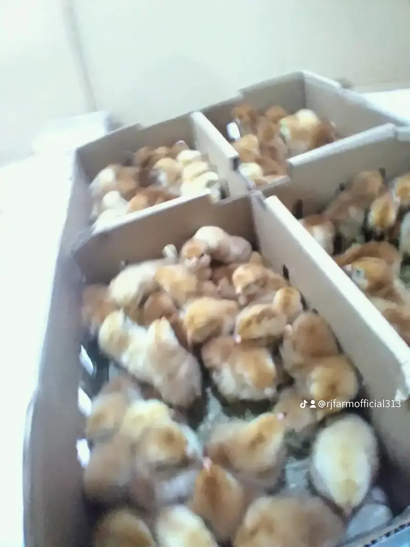 Astrolop/Rir/Misri Feumi/Brilor Chicks — photo 5