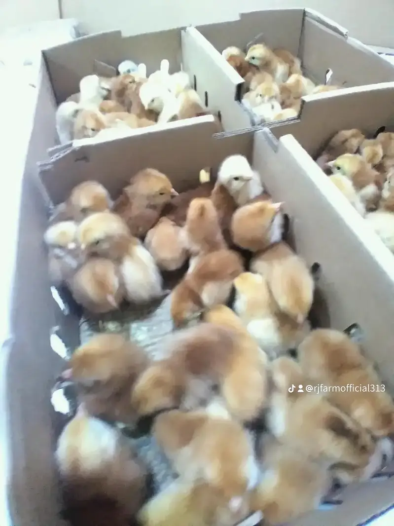 Astrolop/Rir/Misri Feumi/Brilor Chicks — photo 6