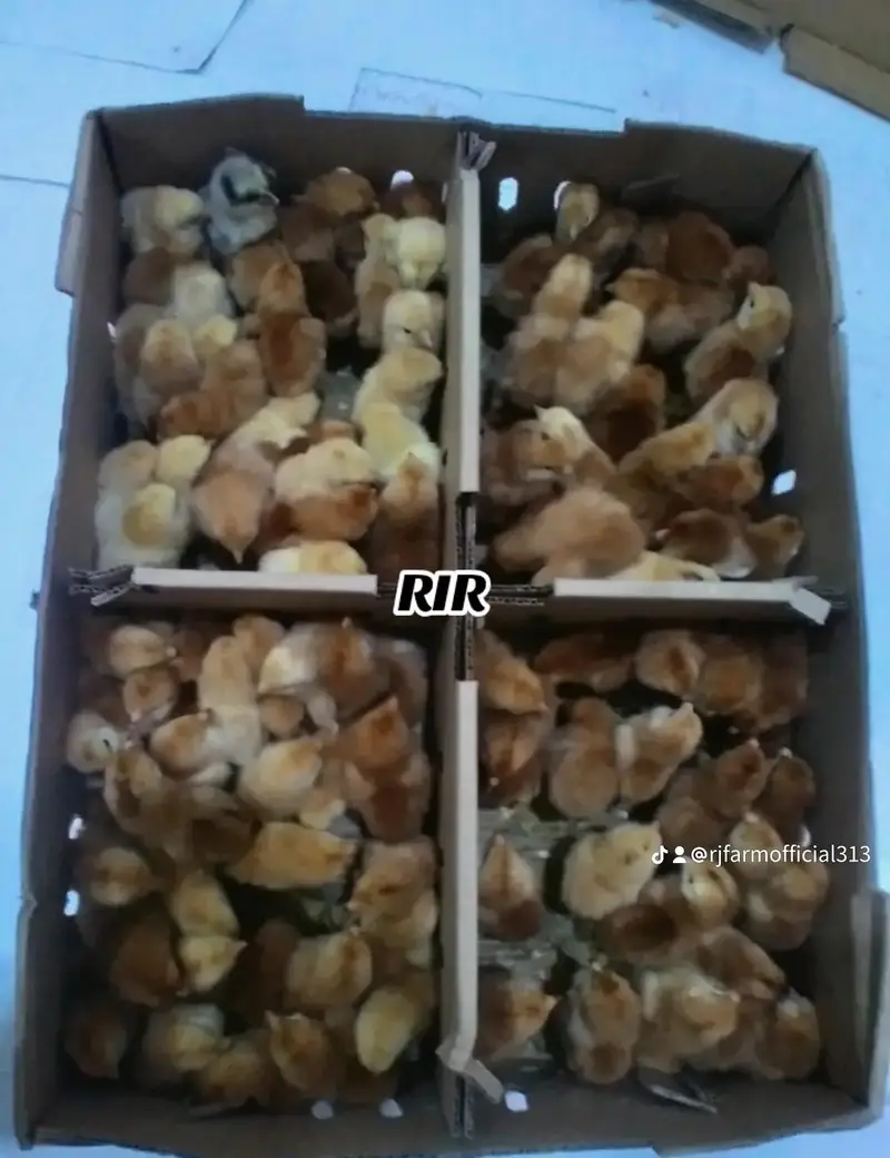 Astrolop/Rir/Misri Feumi/Brilor Chicks — photo 7