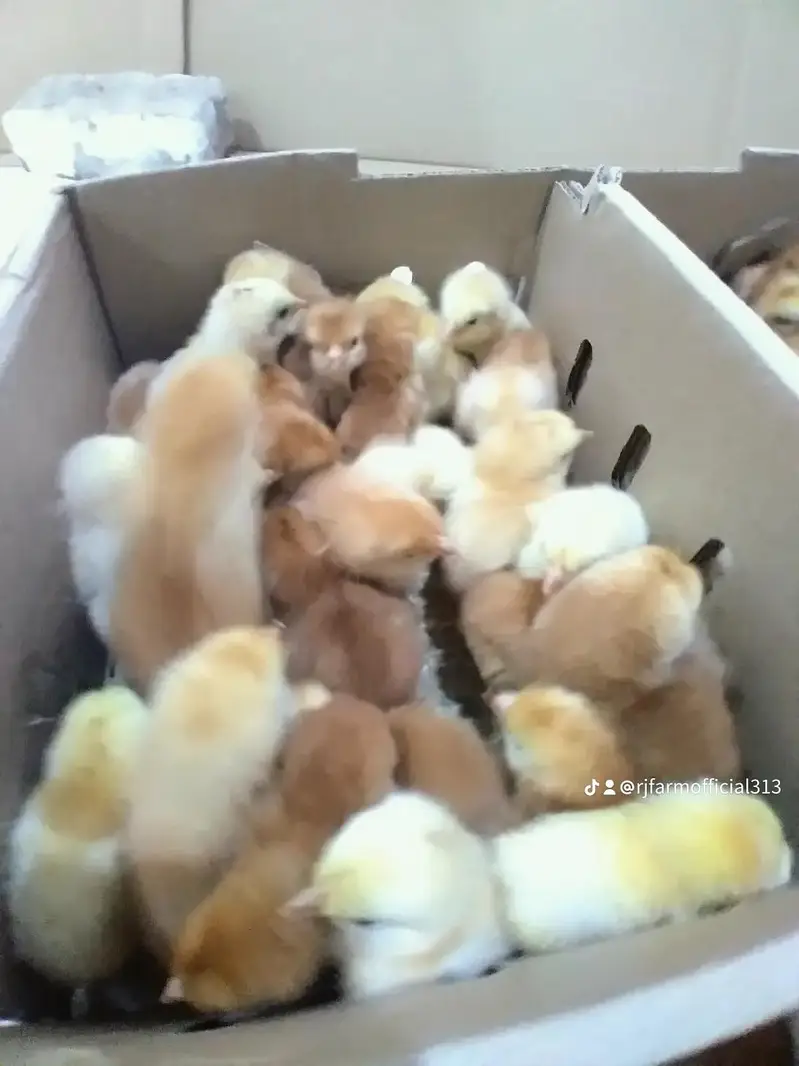 Astrolop/Rir/Misri Feumi/Brilor Chicks — photo 8