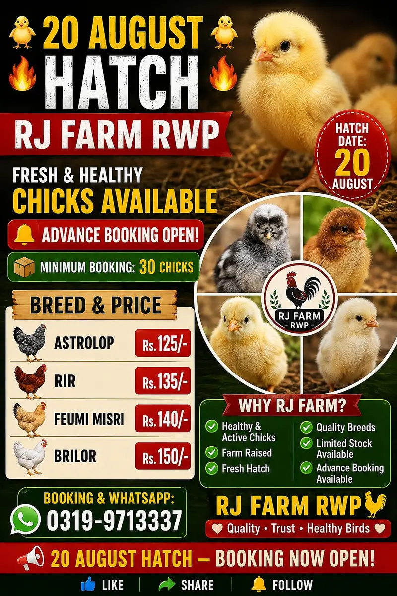 Astrolop/Rir/Misri Feumi/Brilor Chicks — photo 2