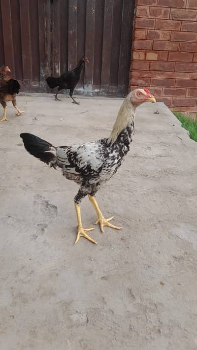 Mianwali Aseel Patha For Sale