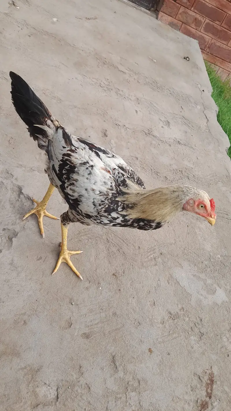 Mianwali Aseel Patha For Sale — photo 2