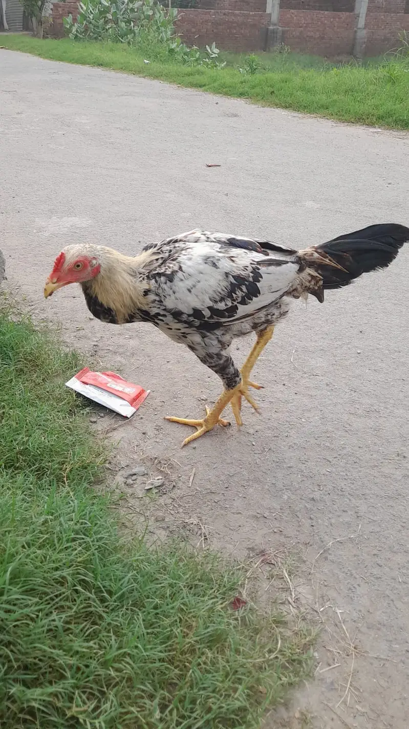Mianwali Aseel Patha For Sale — photo 3