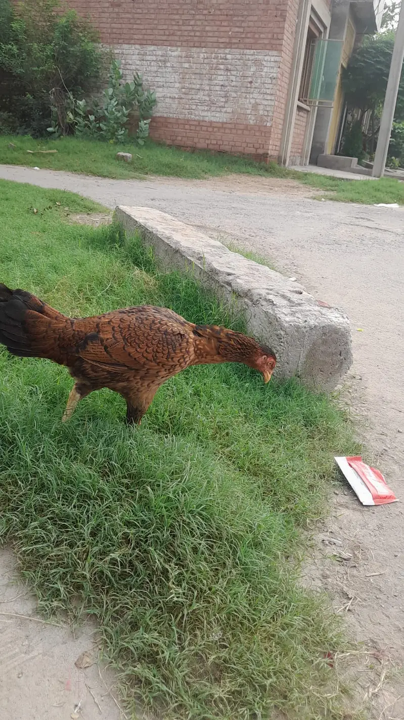 Mianwali Aseel Patha For Sale — photo 5