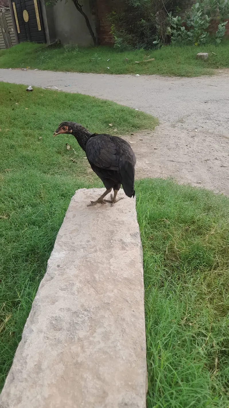 Mianwali Aseel Patha For Sale — photo 6