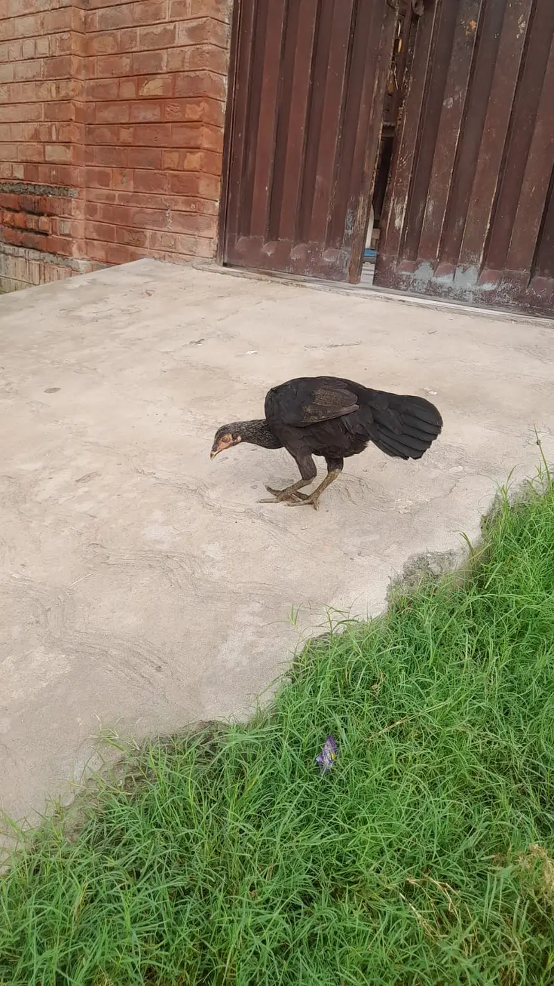 Mianwali Aseel Patha For Sale — photo 9