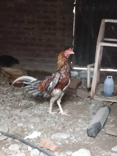 Khokhar poltery