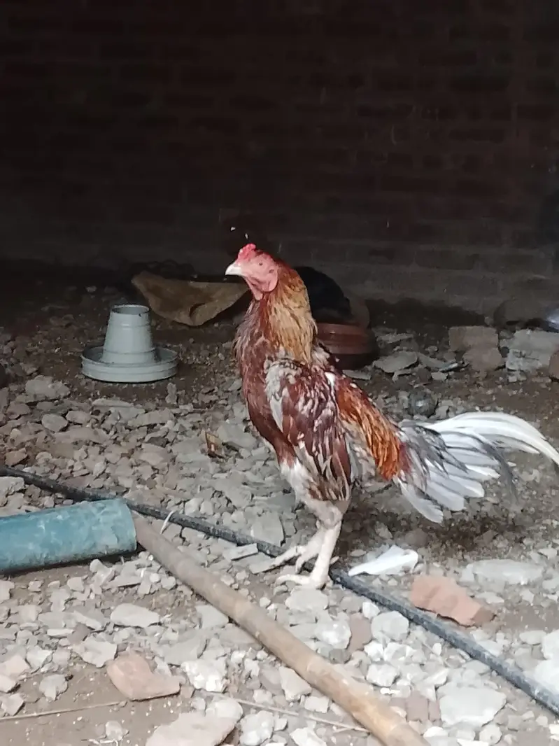 Khokhar poltery — photo 3