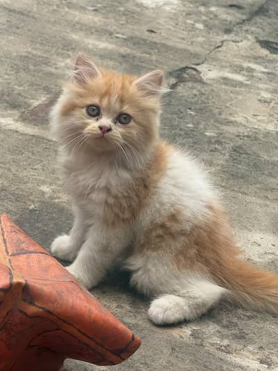 persian kitten | peki/piki_triple coat | punch face|white kittens_cute