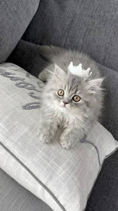 persian kitten | peki/piki_triple coat | punch face|white kittens_cute