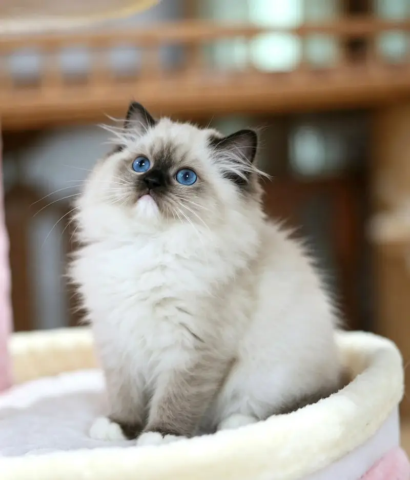 persian kitten | peki/piki_triple coat | punch face|white kittens_cute — photo 3