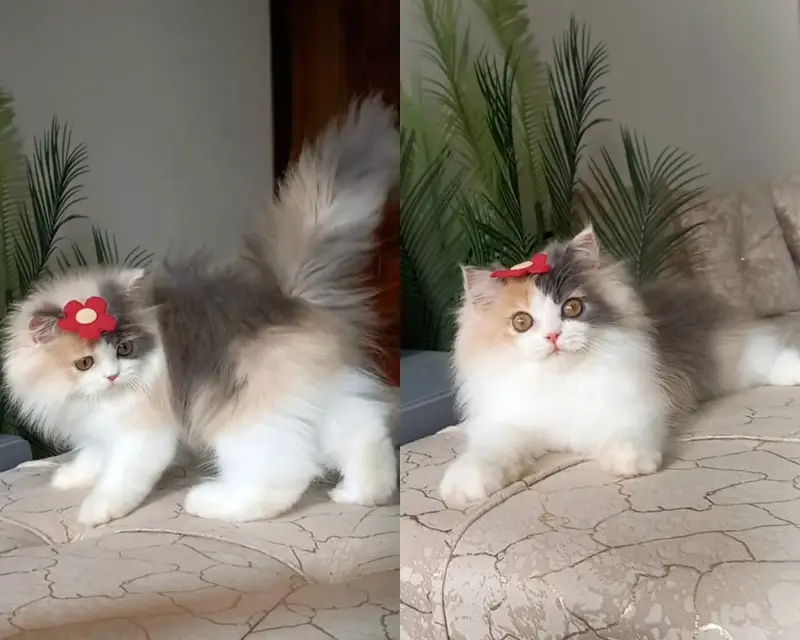 persian kitten | peki/piki_triple coat | punch face|white kittens_cute — photo 4