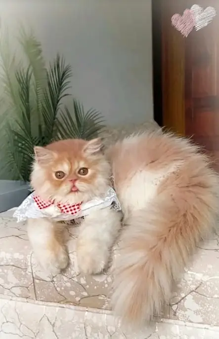 persian kitten | peki/piki_triple coat | punch face|white kittens_cute — photo 5