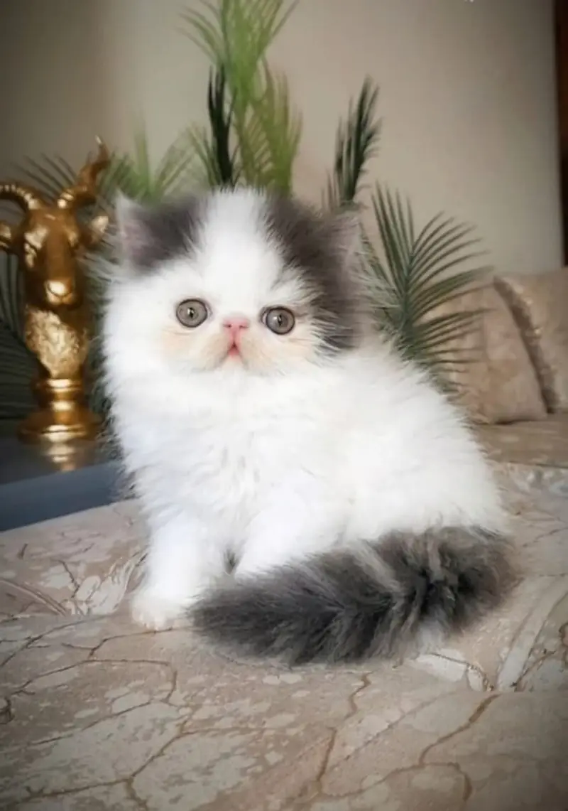 persian kitten | peki/piki_triple coat | punch face|white kittens_cute — photo 8