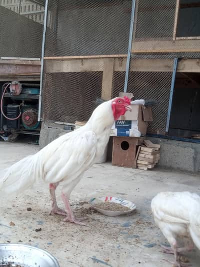 White Heera Pair