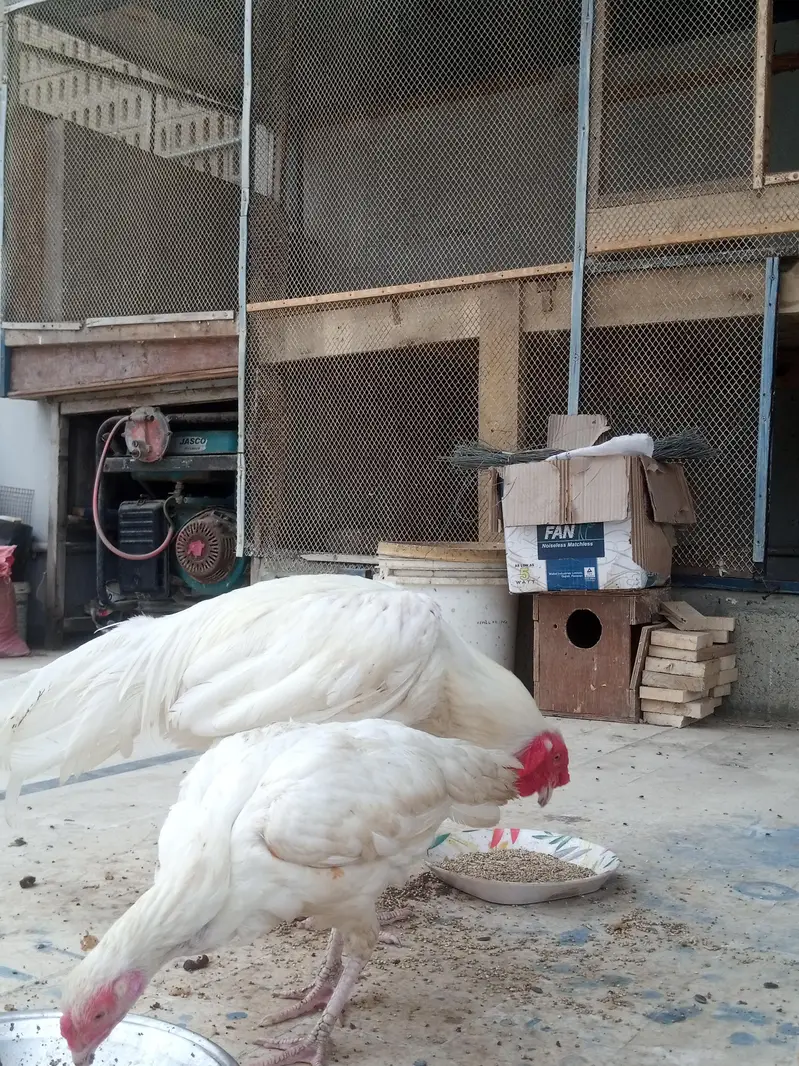 White Heera Pair — photo 2
