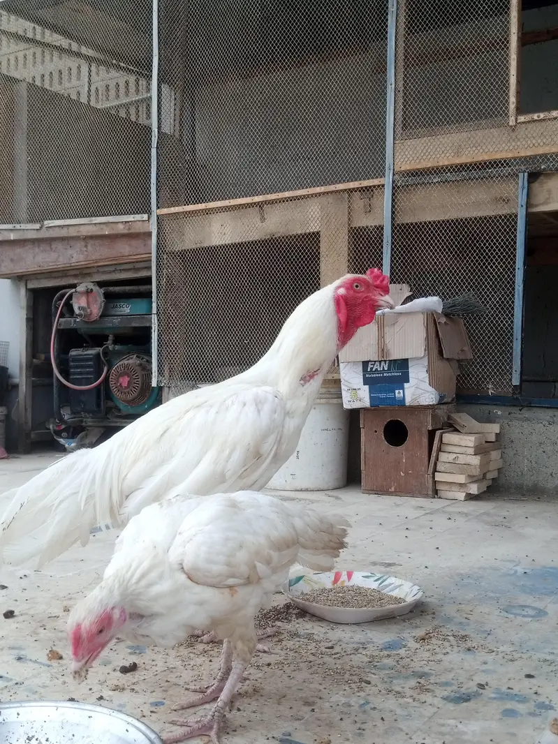 White Heera Pair — photo 3