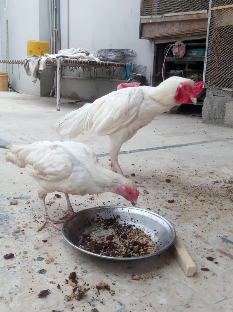 White Heera Pair — photo 4