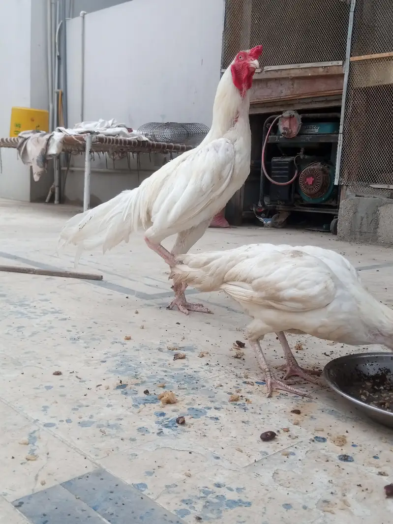 White Heera Pair — photo 5