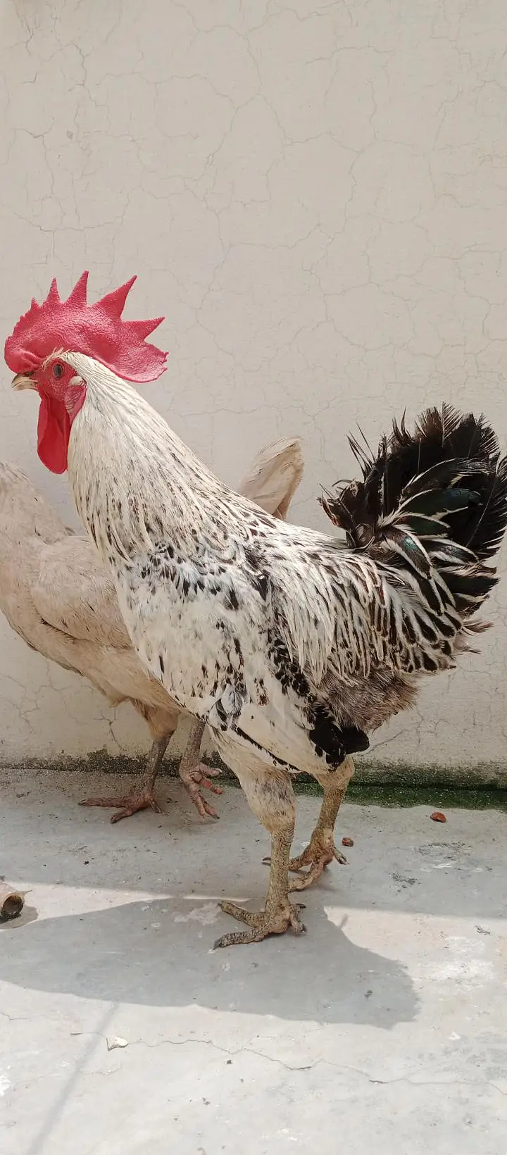Pure Desi Murga & Murgi Pair – Healthy & Active – Reasonable Price — photo 2