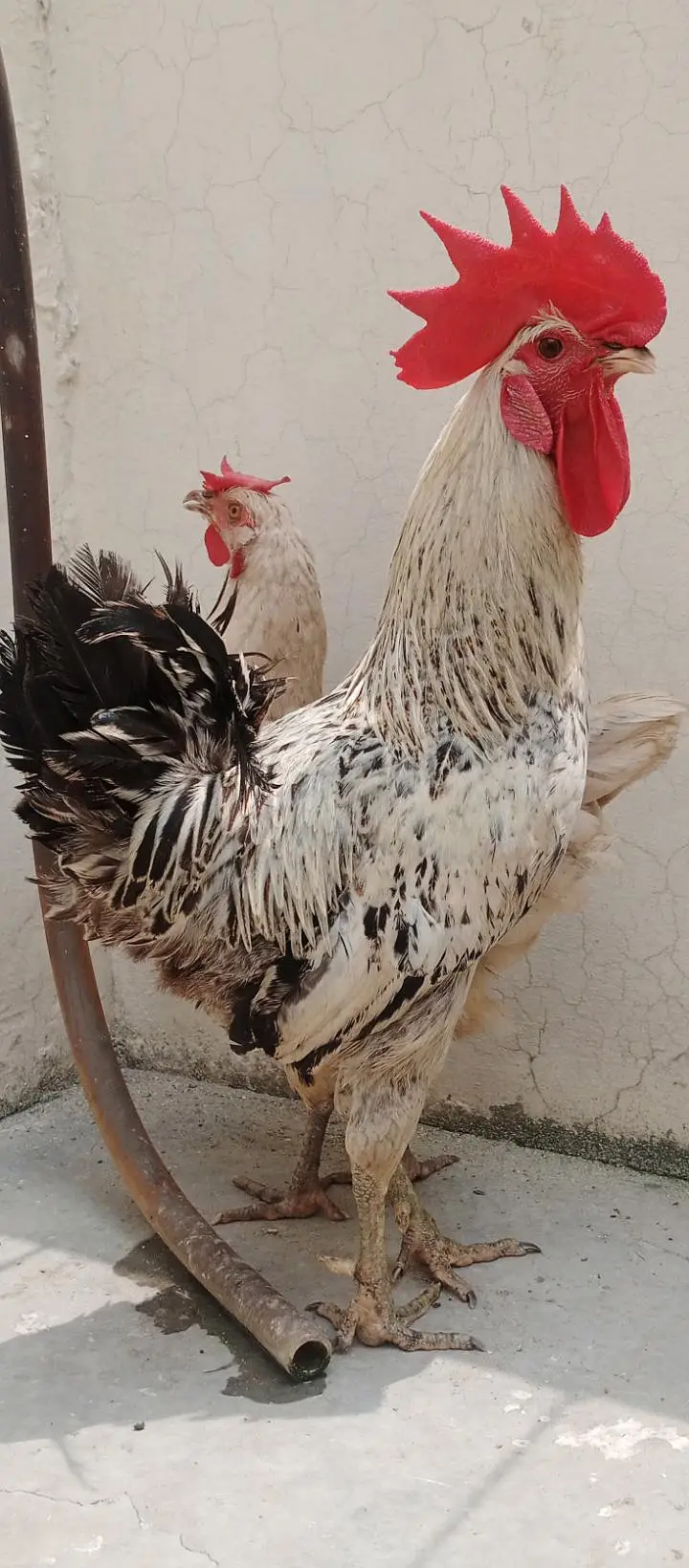 Pure Desi Murga & Murgi Pair – Healthy & Active – Reasonable Price — photo 3